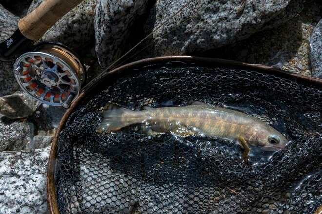 【渓流釣り】「雨後、雪解け水が多すぎて……」 釣りに行ったはずが、お花見に方向転換！  花鳥風月を楽しむ伊那谷の春　長野県｜2026年の画像006