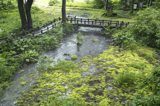 【渓流釣り】新緑美しい季節！ 春〜初夏の白馬・姫川上流水系を攻略するヒント「長野県・姫川」2022年の画像001