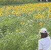 宮季 日菜