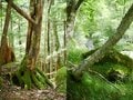 【アウトドア豆知識】＜自分自身がメジャー代わり＞「ハンモックの設営すべき位置」は“体を基準”にして測るべしの画像001
