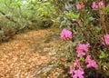 何度でも写真を撮りたくなる！  新緑の山「樹木の魅力」過去20年で200登頂ライターが厳選「リピート登山する3座」荒島岳・檜洞丸・鍋倉山の画像009