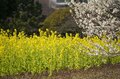 東京に春、来てます！ 都心のオアシス「浜離宮恩賜庭園」では今、梅と菜の花が見ごろを迎える【東京都・中央区】の画像003