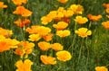 「天空のポピー」彩の国を彩る絶景はまさに楽園【埼玉県・東秩父村/皆野町/長瀞町】の画像016