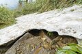 【北アルプス】氷河期の生き残り！  絶滅危惧種＆天然記念物、ライチョウ調査と白馬乗鞍岳の “最新” 登山道状況　長野県小谷村・2025年の画像006