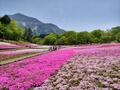 まるで「ピンクの花の海」！  絶景「芝桜の丘」咲き誇る40万株＆展望「見晴らしの丘」ほか「秩父・羊山公園」現地レポの画像001