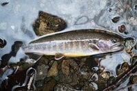 【2024年5月・渓流実釣レポ】南アルプス山中の沢にも「春の知らせ」