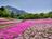 まるで「ピンクの花の海」！  絶景「芝桜の丘」咲き誇る40万株＆展望「見晴らしの丘」ほか「秩父・羊山公園」現地レポの画像001