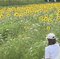 宮季 日菜