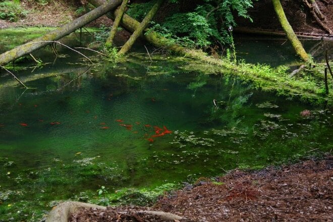 「11月の京都で静寂を楽しむ」 ごった返す観光地から離れ、低山のトレイルに没入する＜京都一周トレイル・大文字山＞【月めくりの低山カレンダー #11】の画像006