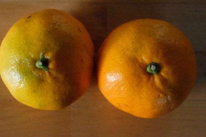 【みかん農家に聞きました】「ヘタの部分で甘さが見分けられる説」説は本当なのか？の画像001