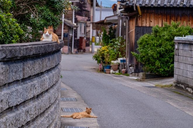 アート、ときどき島猫。男木島・女木島・豊島【「瀬戸内トリエンニャーレな旅（前編）」琉球島猫百景 vol.21〈特別編〉】の画像012