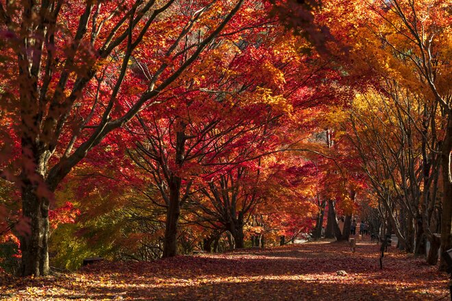 【速報】「わずかに色づき始めていました！ 今年も期待できそう」 日本一の“紅葉の名所”『もみじ湖（箕輪ダム）』へ 2023年秋・長野県上伊那郡箕輪町の画像004