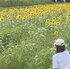 宮季 日菜