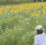 宮季 日菜