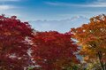 【高遠城址公園】「天下第一の桜の名所で紅葉狩り」歴史の風吹く武田信玄の城跡に輝く紅！《長野県》2022年の画像004