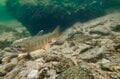 本州で釣れるのは日光・湯川だけ！「フライフィッシングの聖地」で狙うブルックトラウトの画像014