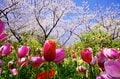 絢爛豪華に東京23区の春を彩る「桜とチューリップ」の競演！  水辺のオアシス『浮間公園』＆明治の文豪が愛した『蘆花恒春園（芦花公園）』【東京都・北区 / 世田谷区】の画像004