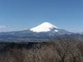 早春の香り「梅＆ミツマタ」重奏を満喫できる「矢倉岳」！  山頂で「富士山」も加わる、絶景のお花見ハイキング「現地レポ」【神奈川県南足柄市】の画像001
