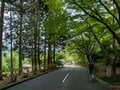 【世界遺産・熊野古道】初めての「熊野古道」歩きにおすすめ！  1000年前の石畳の巡礼路から熊野那智大社、那智の滝までを3時間で満喫する「大門坂ルート」の画像013