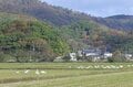 圧巻！ 城下町 鶴岡で色鮮やかに輝く里山をバックに4,000羽のハクチョウが空を舞う「地球温暖化で生まれた水鳥の楽園」を訪ねる 【山形県】2025年の画像009