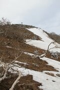 早春に咲くフクジュソウ群落を求めて！ 花の百名山　藤原岳〈三重県・滋賀県〉の画像009