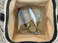 【初心者OK】ダイソー釣り具で冬のアジ釣り！  釣れない “待ち時間” こそ贅沢　海辺でスープを飲む至福のひととき