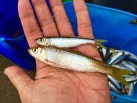近所の小川で気軽に釣れる＆食べて美味しい！  秋冬の「オイカワ」は10月中旬からが狙いめ！  ポイント・仕掛け・釣法から調理まで解説