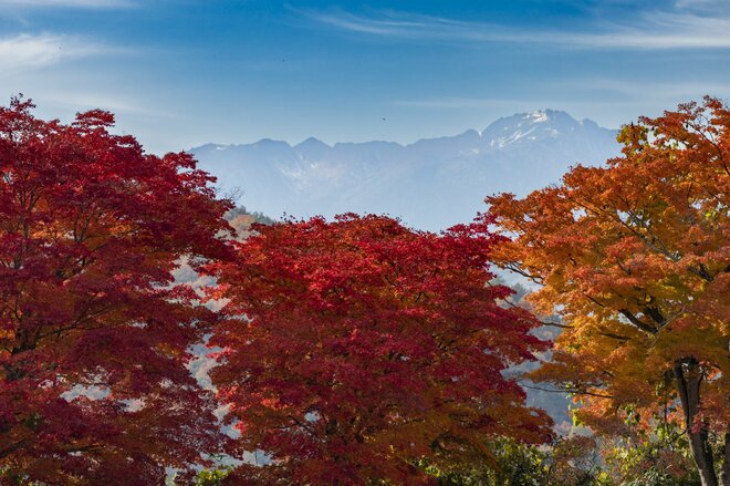 【高遠城址公園】「天下第一の桜の名所で紅葉狩り」歴史の風吹く武田信玄の城跡に輝く紅！《長野県》2022年の画像004
