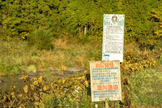 禁漁期がない！  一年中自然渓流釣りができる！  釣れるのはビッグトラウトオンリー！？ 【2021年11月】富士川水系・芝川C&R＜静岡県・富士宮市＞の画像003
