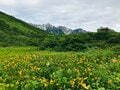 梅雨に逆戻り！？ 高山植物を愛でる山歩き！ ニッコウキスゲ咲き乱れる北アルプス・唐松岳〈長野県〉2022年の画像013