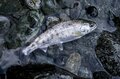 【渓流釣り】 「秋色に染まる鬼の形相！」 日本のチロル・秘境で狙う遠山の鬼アマゴ  長野県南信濃の画像006
