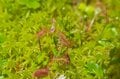 【標高1,800mの混浴温泉】「食虫植物モウセンゴケ」を見つける木道散策とハイキングで自然に触れる！ 万座温泉〈群馬県〉2022年の画像001