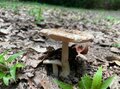 ＜残暑にオススメな“低山の早朝ハイキング”コースPart2＞“涼めるポイント”も豊富な「サクっとモーニングトレイル」私市（きさいち）編【里山アドベンチャー！ソトアソ日和 vol.6】の画像008