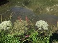 ロープウェイで一気に楽々「2612mの世界へ」千畳敷のお花畑が見頃ですの画像004