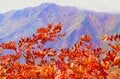 谷川岳の “谿紅葉” を空中散歩！ ロープウェイとリフトで手軽に紅葉狩り《群馬県》2022年の画像005