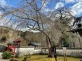 松平東照宮「圧巻の天井画」と名物「松平まんじゅう」が味わえる「松平郷」【嵐・松本潤 NHK大河『どうする家康』ハズせないスポット愛知県・後編】の画像002