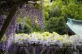 花より団子？ いや、どっちも満喫！「亀戸天神」藤の花 雅な紫に彩られた幻想的な世界へ【東京都・江東区】の画像008