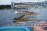 今年は不漁！？ 「ワカサギ」狙い「ターゲット初心者」ライターまさかの「10㎝超え釣果」＆ニジマス「ムーチング」も！ 10月初旬「芦ノ湖での半日」釣行レポ