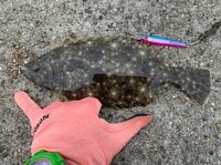 釣り初心者でもOK！ エサいらずのサビキ釣り『ジグサビキ』でアジ、ヒラメ、サバが入れ食い【衝撃ルポ】