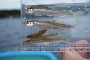 今年は不漁！？ 「ワカサギ」狙い「ターゲット初心者」ライターまさかの「10㎝超え釣果」＆ニジマス「ムーチング」も！ 10月初旬「芦ノ湖での半日」釣行レポ