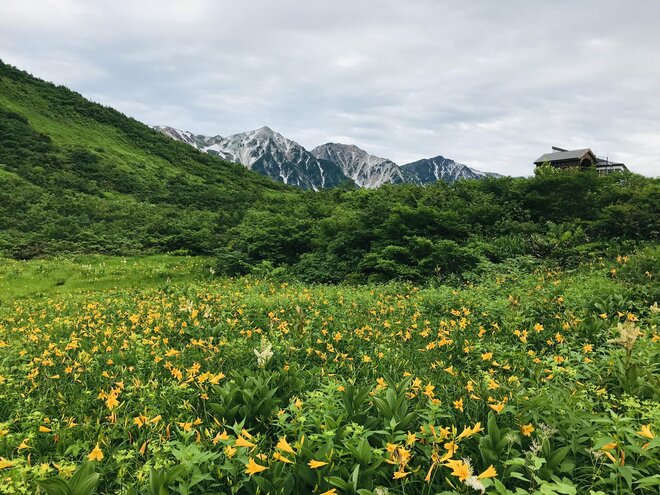 梅雨に逆戻り！？ 高山植物を愛でる山歩き！ ニッコウキスゲ咲き乱れる北アルプス・唐松岳〈長野県〉2022年の画像013