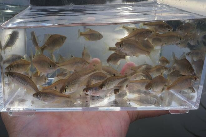 「これって、在来種？」十数年ぶり“再会”に胸アツ！ 霞ヶ浦での「寒タナゴ釣り」大正解のポイント変更からの、意外な「水中カメラ」が捉えた魚影とは！の画像012