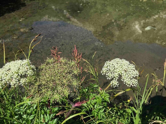 ロープウェイで一気に楽々「2612mの世界へ」千畳敷のお花畑が見頃ですの画像004
