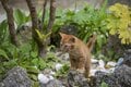 福木に囲まれた昔ながらの赤瓦の屋敷が点在する“沖縄でいちばん遠い島”へ【琉球島猫百景 vol.04　渡名喜島〈1〉～島猫が島猫らしく生きる島」】の画像006