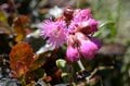 【首都圏近郊】連休明けから初夏に狙いたい植物の宝庫「新緑と花々が萌える日帰りハイキングルート」＜湯ノ丸山＞の画像004