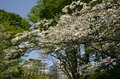 東京が青に染まる！ 23区内屈指の “ネモフィラ” 鑑賞スポット「日比谷公園」「舎人公園」【東京都・千代田区/足立区】の画像005