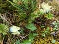 美しく苔むす原生林を歩く「杣添尾根」で八ヶ岳「横岳」へ！  まさに “高山植物の宝庫”  貴重な絶滅危惧種「ツクモグサ」にも会えた！「登山レポ」の画像007