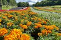 涼風とラベンダーの香りに包まれる世界！  標高1,300mの玉原高原に現れたフォトジェニックスポット「たんばらラベンダーパーク」へ 【2024年 群馬県】の画像003