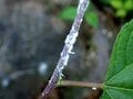 夏になると植物につく「白い綿」の正体とは？  生き物に見えない不思議な姿の虫たち【あなたのすぐそばにいる「季節の虫」の探し方 vol.8】の画像003