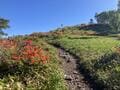 初夏こそ行きたい、花の名山「根子岳」 山頂からのレンゲツツジ＆北アルプスの絶景！  足を延ばして日本百名山「四阿山」も！  登山レポの画像002